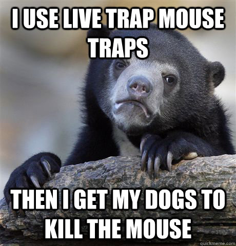 i use live trap mouse traps then i get my dogs to kill the mouse  Confession Bear