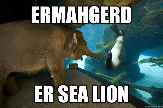 ERMAHGERD ER SEA LION - ERMAHGERD ER SEA LION  ERMAHGERD