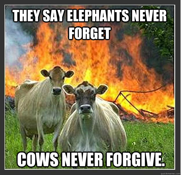 They say Elephants never forget Cows never forgive.  Evil cows