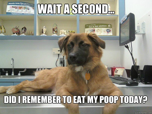 Wait a second... Did i remember to eat my poop today?
 - Wait a second... Did i remember to eat my poop today?
  Suspicious Dog