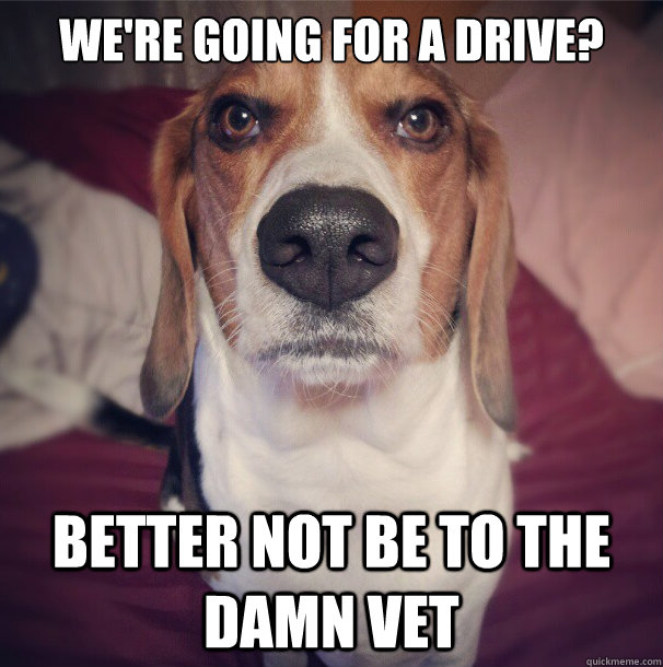 we're going for a drive? better not be to the damn vet - we're going for a drive? better not be to the damn vet  Disapproving Beagle