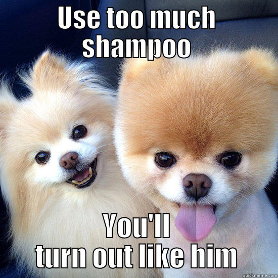 Poofy Pomeranians - USE TOO MUCH SHAMPOO YOU'LL TURN OUT LIKE HIM Misc