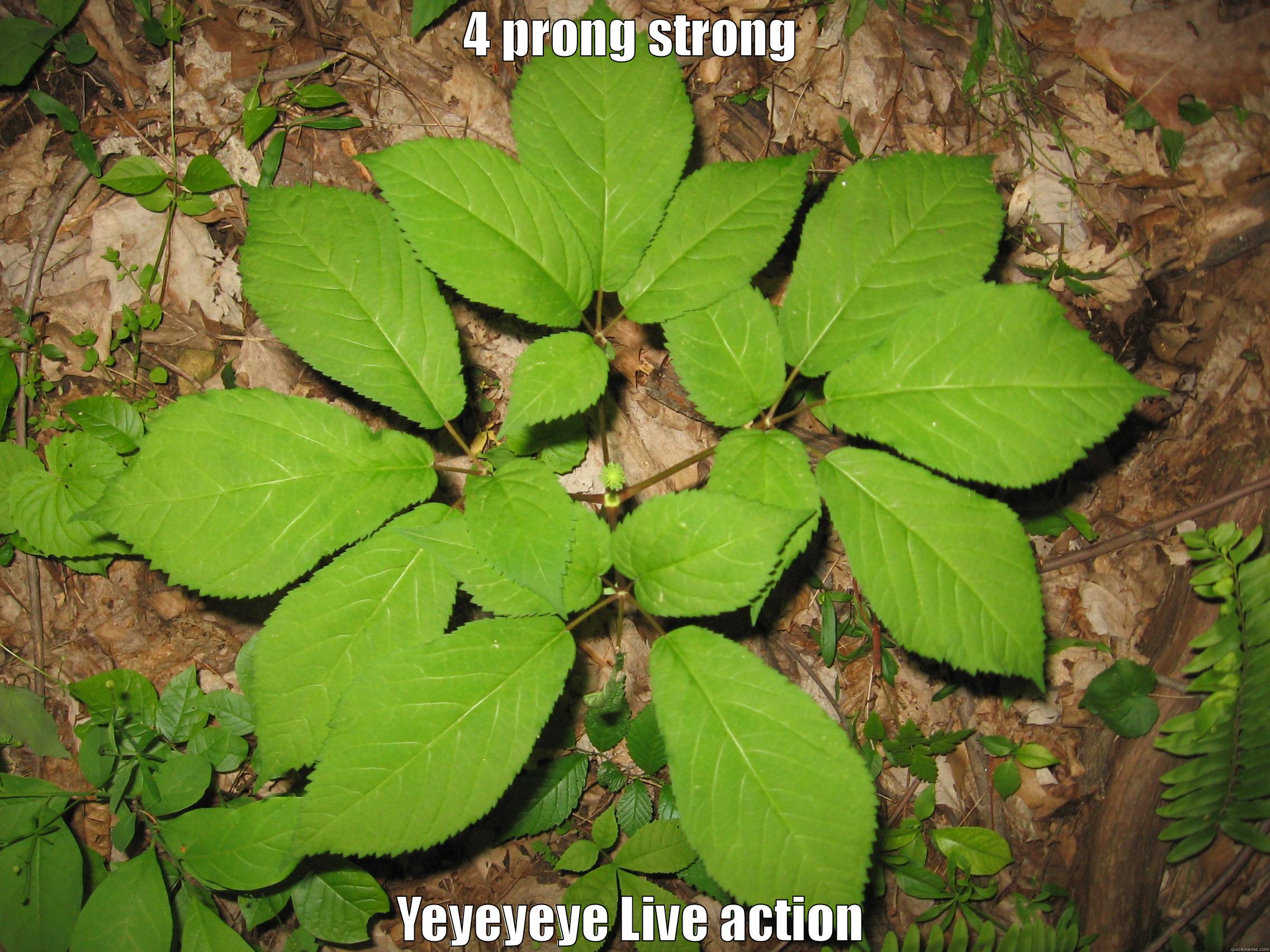 4 PRONG STRONG YEYEYEYE LIVE ACTION Misc