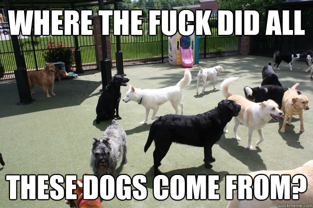 where the fuck did all these dogs come from? - where the fuck did all these dogs come from?  Misc