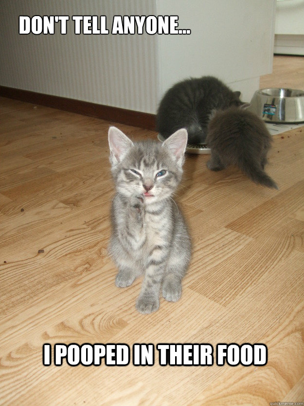 Don't tell anyone...
 I pooped in their food - Don't tell anyone...
 I pooped in their food  Mischievous Kitten