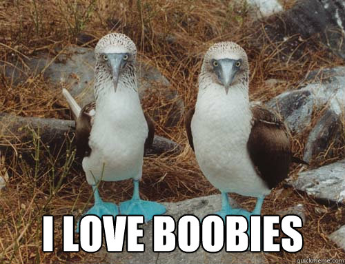  i love boobies  boobie birds