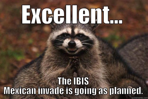 IBIS mexicans - EXCELLENT... THE IBIS MEXICAN INVADE IS GOING AS PLANNED. Evil Plotting Raccoon