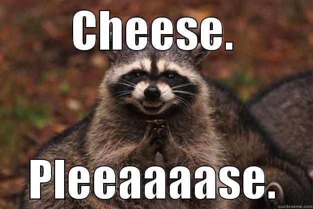 CHEESE. PLEEAAAASE. Evil Plotting Raccoon