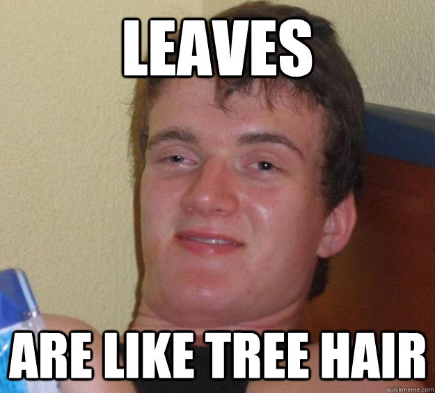 Leaves Are like tree hair  10 Guy