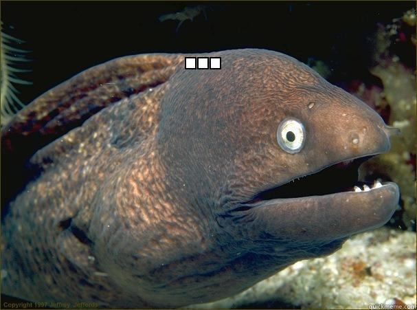 akward eel - ...  Bad Joke Eel