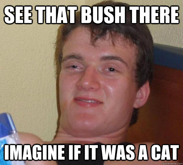 See that bush there Imagine if it was a cat - See that bush there Imagine if it was a cat  10 Guy