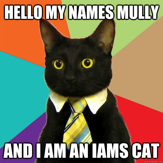 Hello my names mully and I am an IAMS cat  Business Cat