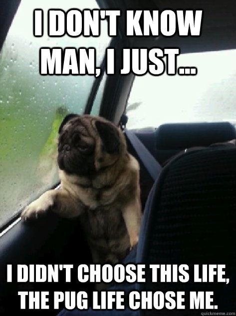 I don't know man, I just... I didn't choose this life, the pug life chose me.  Introspective Pug