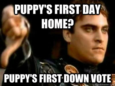 Puppy's first day home? Puppy's first down vote - Puppy's first day home? Puppy's first down vote  Downvoting Roman