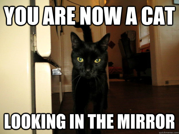 You are now a cat looking in the mirror - You are now a cat looking in the mirror  Misc