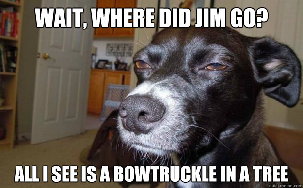 Wait, where did Jim go? All I see is a bowtruckle in a tree  Skeptical Mutt