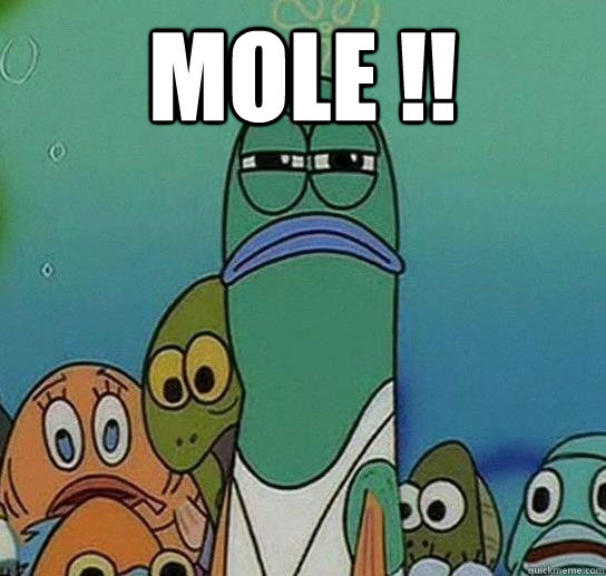 Mole !!   Serious fish SpongeBob