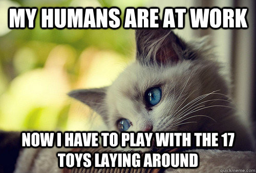 my humans are at work now I have to play with the 17 toys laying around  First World Problems Cat