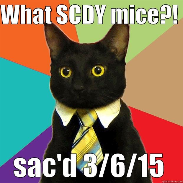 WHAT SCDY MICE?!  SAC'D 3/6/15 Business Cat