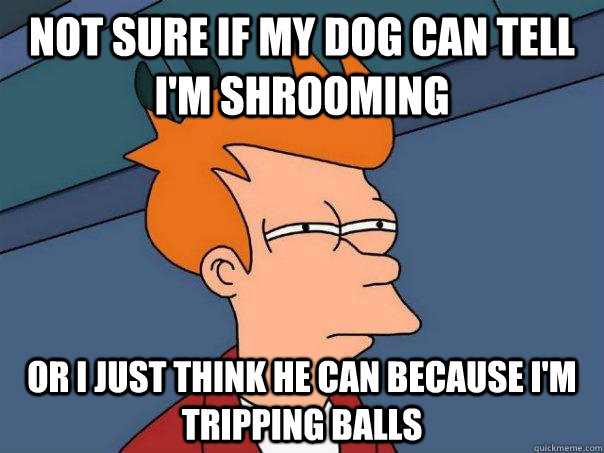 Not sure if my dog can tell I'm shrooming Or I just think he can because I'm tripping balls  Futurama Fry