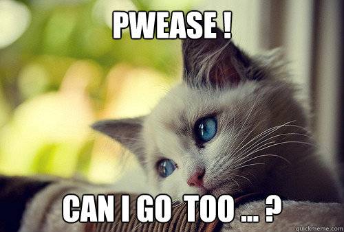 Pwease ! can I go  too ... ?   First World Problems Cat