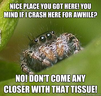 Nice place you got here! You mind if I crash here for awhile? No! Don't come any closer with that tissue!  Misunderstood Spider