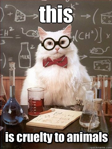 this is cruelty to animals - this is cruelty to animals  Chemistry Cat