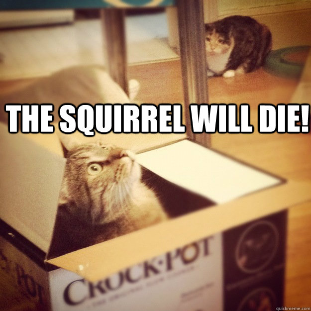 The squirrel will die!   Cats wife