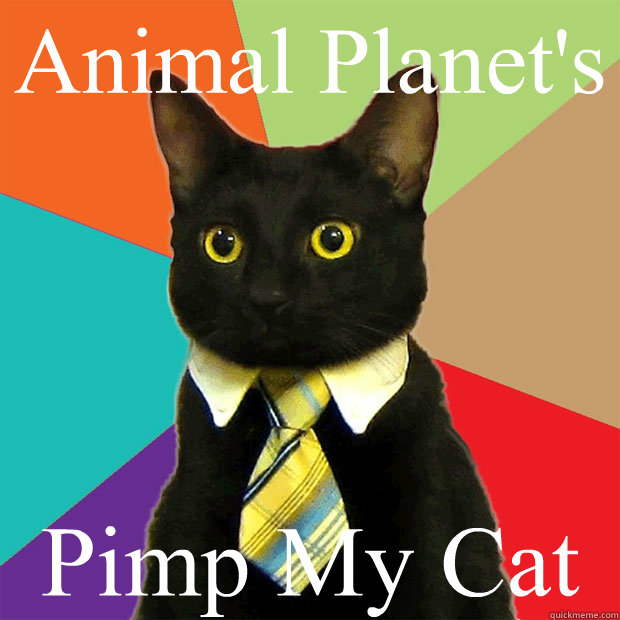 Animal Planet's Pimp My Cat  Business Cat