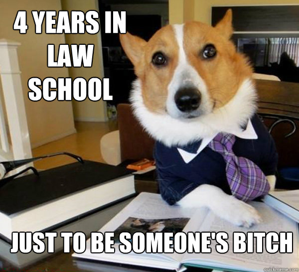 4 years in law school Just to be someone's bitch  Lawyer Dog