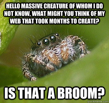 Hello massive creature of whom i do not know, what might you think of my web that took months to create? Is that a broom?  Misunderstood Spider