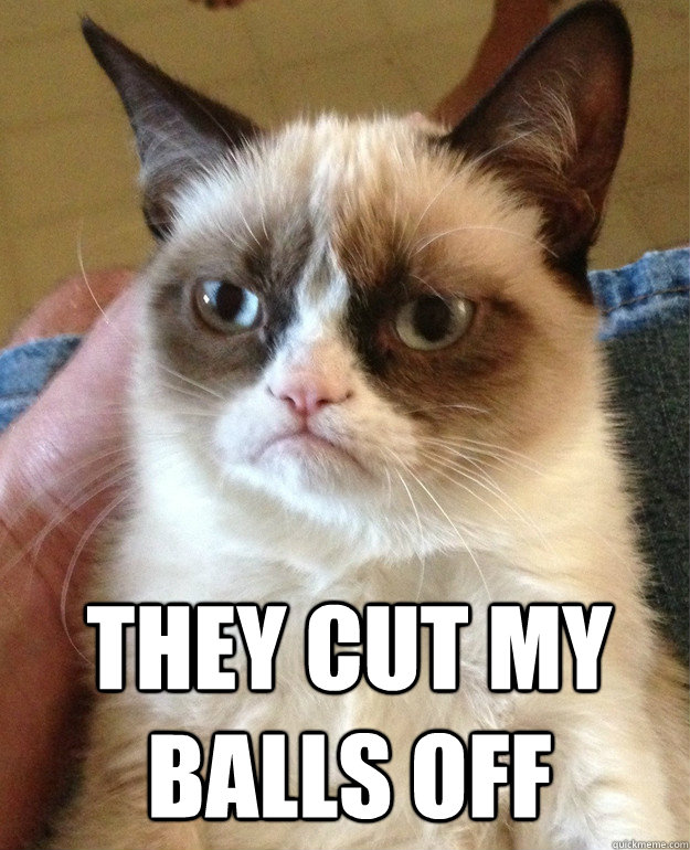 they cut my balls off   Grumpy Cat