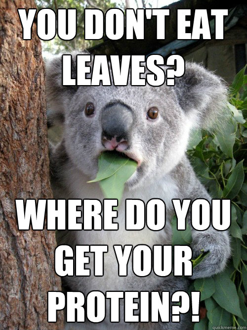 You Don't Eat Leaves? Where do you get your protein?! - You Don't Eat Leaves? Where do you get your protein?!  koala bear