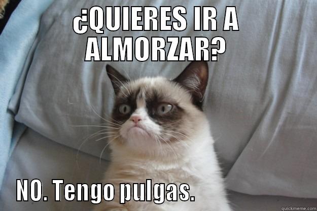 ¿QUIERES IR A ALMORZAR? NO. TENGO PULGAS.                         Grumpy Cat