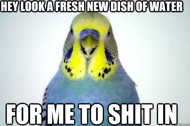 Hey look a fresh new dish of water for me to shit in  