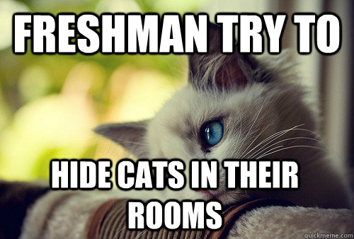 Freshman try to  Hide cats in their rooms - Freshman try to  Hide cats in their rooms  First World Problems Cat