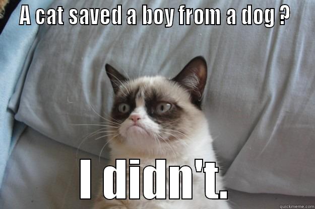  A CAT SAVED A BOY FROM A DOG ?  I DIDN'T. Grumpy Cat