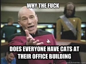 why the fuck does everyone have cats at their office building  Annoyed Picard