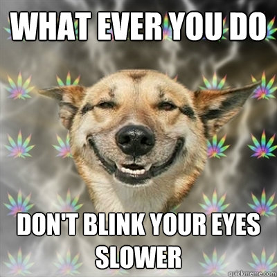 WHAT EVER YOU DO
 Don't blink your eyes slower  Stoner Dog