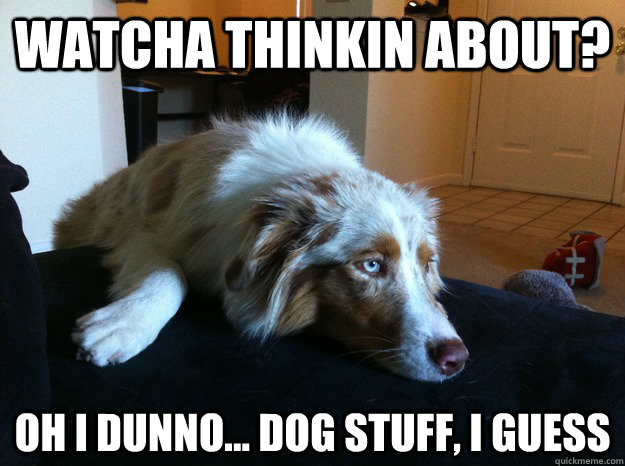 Watcha thinkin about? Oh I dunno... dog stuff, I guess - Watcha thinkin about? Oh I dunno... dog stuff, I guess  watcha thinkin about, dog stuff