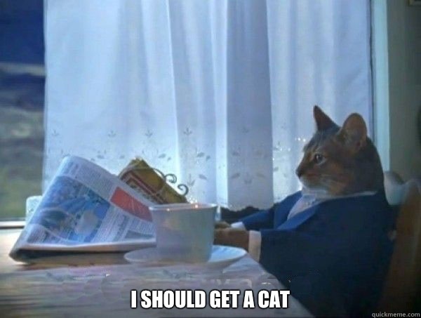  I should get a cat  morning realization newspaper cat meme