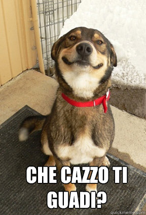  Che cazzo ti guadi?  Good Dog Greg