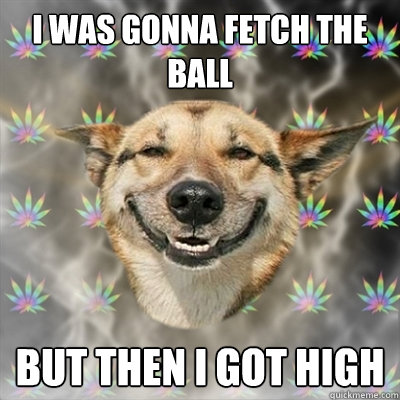 i was gonna fetch the ball but then i got high  Stoner Dog