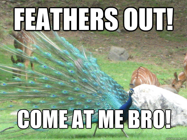 Feathers out! come at me bro! - Feathers out! come at me bro!  Misc