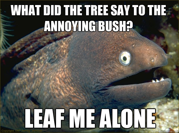 leaf me alone what did the tree say to the annoying bush?  Bad Joke Eel