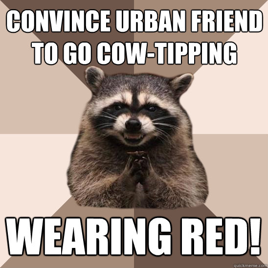 Convince urban friend to go cow-tipping Wearing red! - Convince urban friend to go cow-tipping Wearing red!  Evil Plotting Raccoon