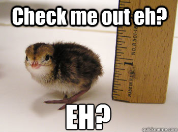 Check me out eh? EH? - Check me out eh? EH?  Compensating Quail