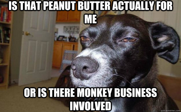 is that peanut butter actually for me  or is there monkey business involved  Skeptical Mutt