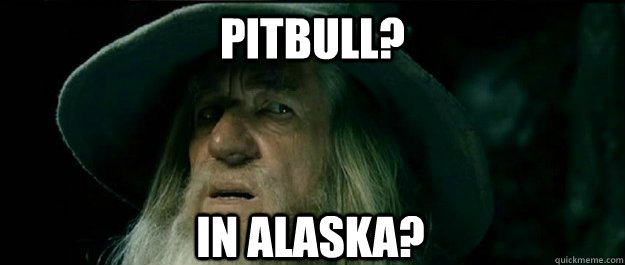 Pitbull? In Alaska?  Gandalf