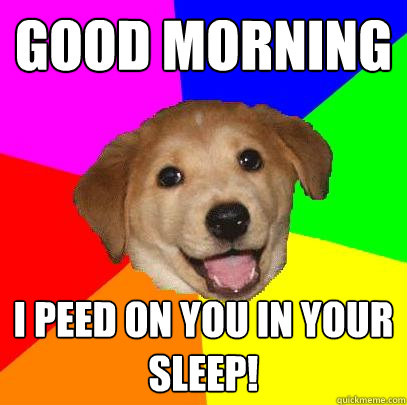 GOOD MORNING i peed on you in your sleep!  Advice Dog